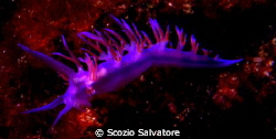 flabellina by Scozio Salvatore 